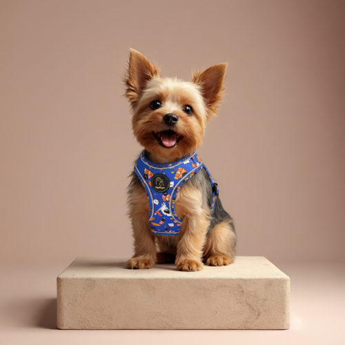 Harnais imprimé Corsica Boom